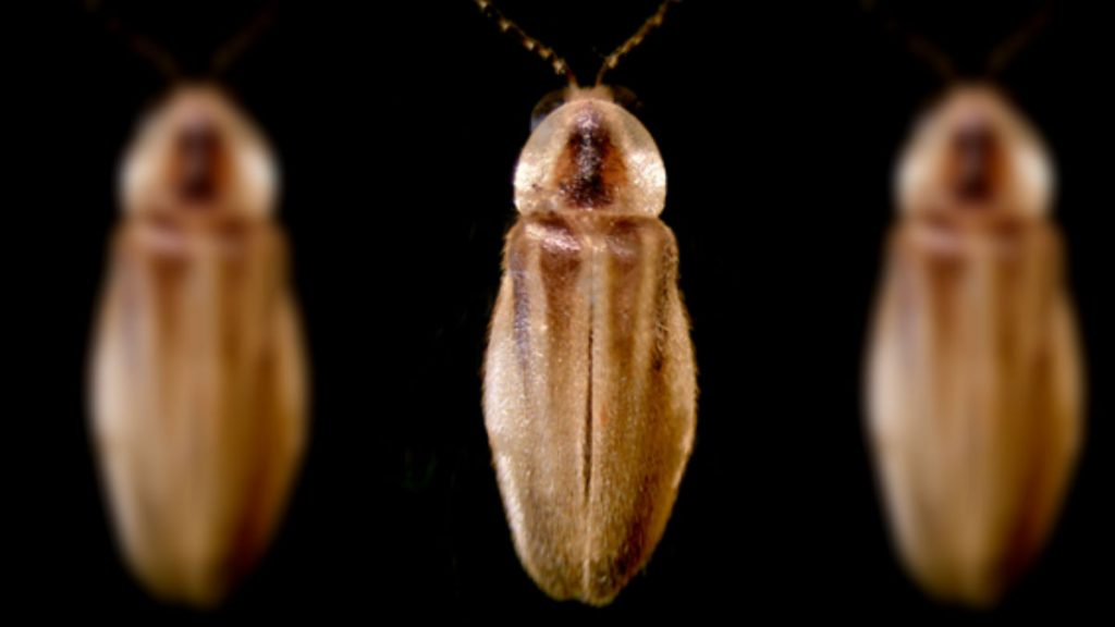 Firefly DSU The U.S. Fish and Wildlife Service is considering adding the Bethany Beach firefly to the list of endangered species. (courtesy Christopher M. Heckscher, Delaware State)