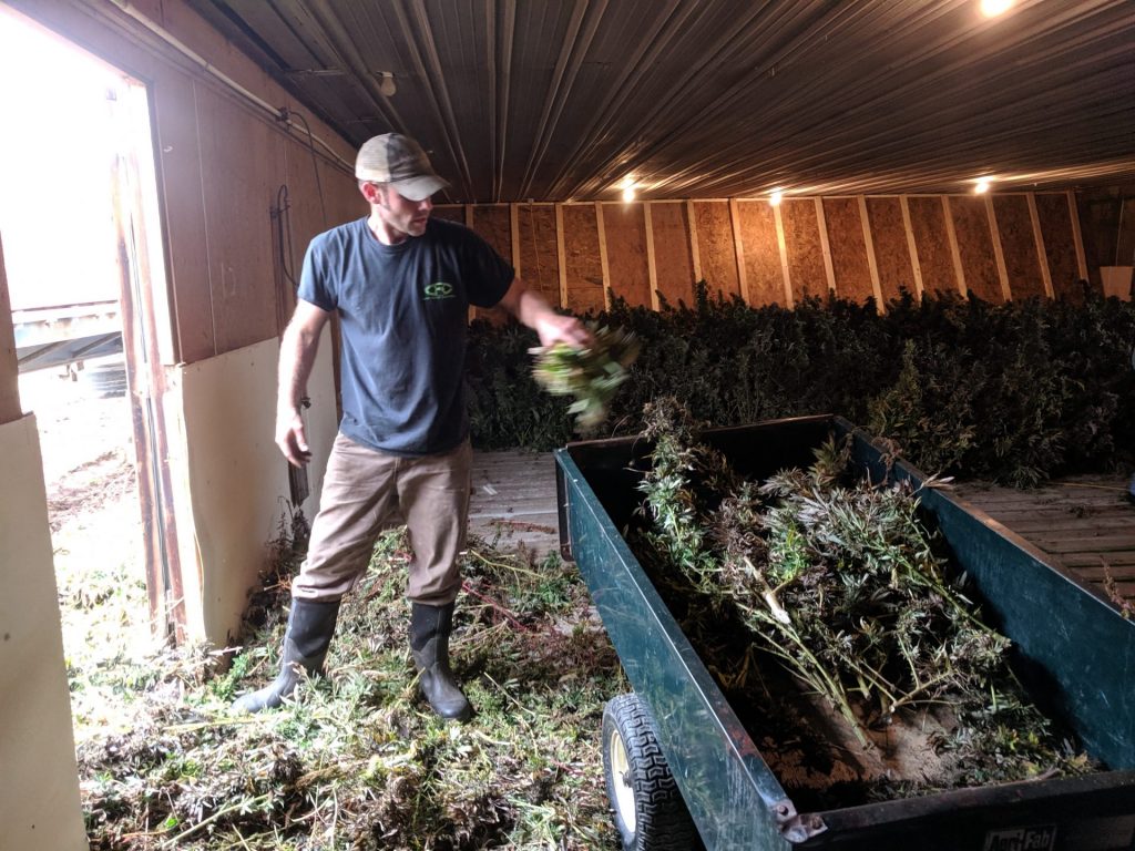 IMG_20191029_124651-1920×1440 Mitch Shellenberger loads harvested hemp plants into a small trailer so helpers can then line them up to dry on Tuesday, October 29, 2019. (Rachel McDevitt/WITF)