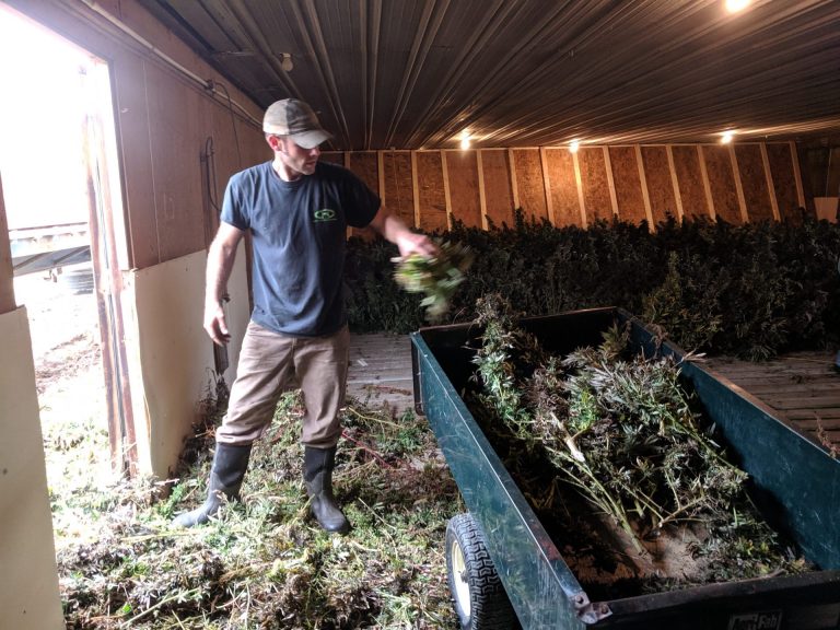 Mitch Shellenberger loads harvested hemp plants into a small trailer so helpers can then line them up to dry on Tuesday, October 29, 2019. (Rachel McDevitt/WITF)