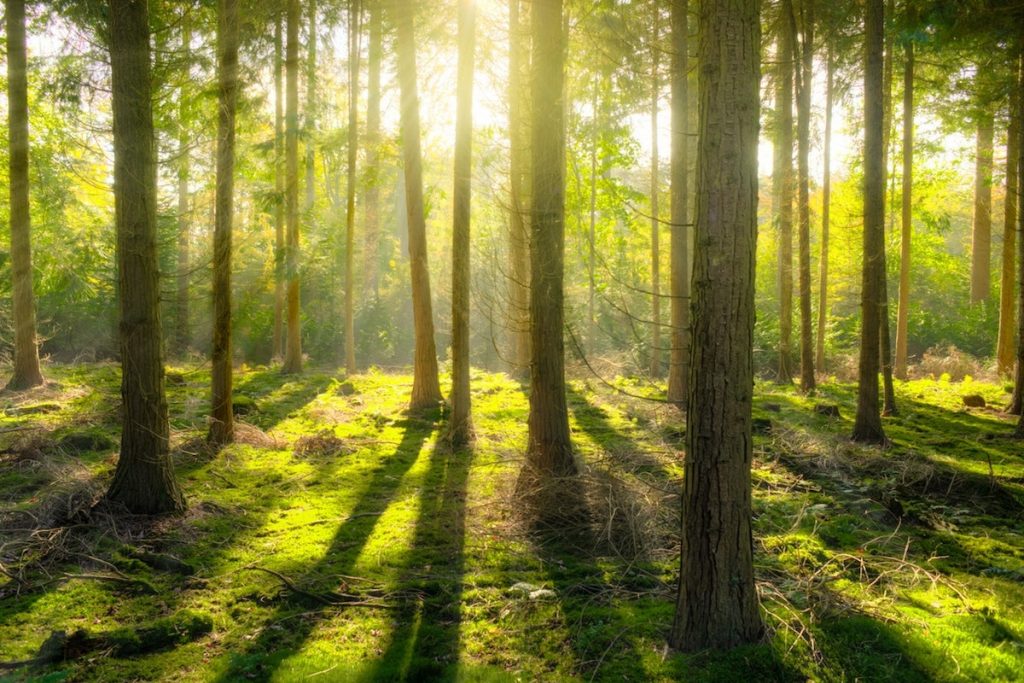 bright-daylight-environment-forest-240040 (1) Trees