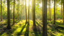 Trees