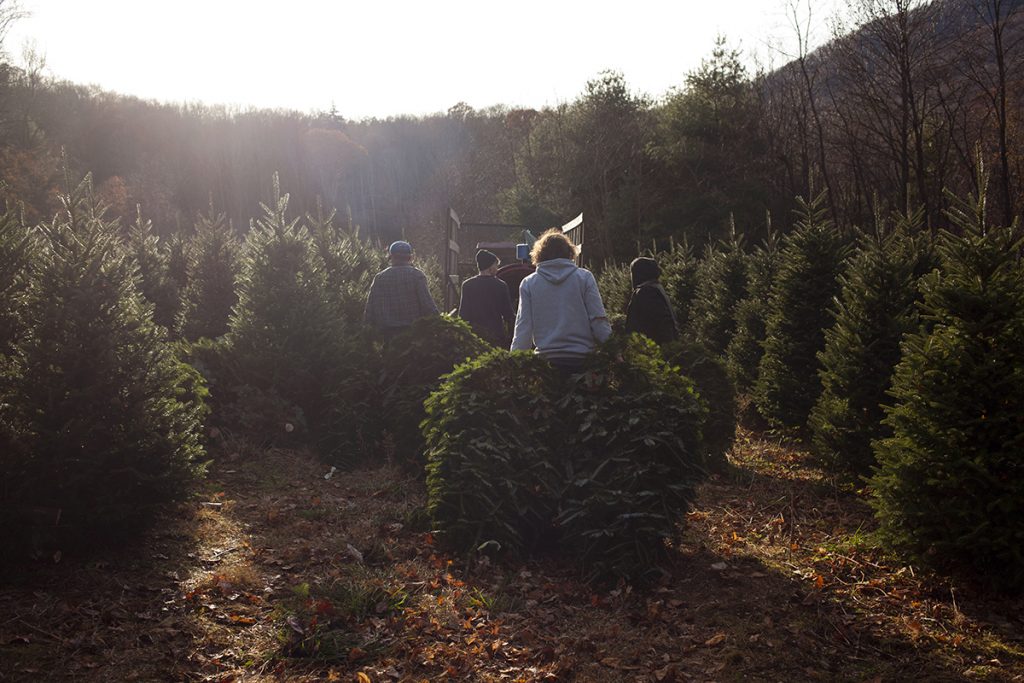 fraser_fir_christas_tree01 Workers harvest Fraser fir Christmas trees on Joey Clawson’s farm, outside Boone, NC. (Irina Zhorov/For WHYY)