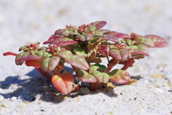 seabeach-amaranth-plant-amaranthus-pumilus-725×485 Seabeach amaranth plant
