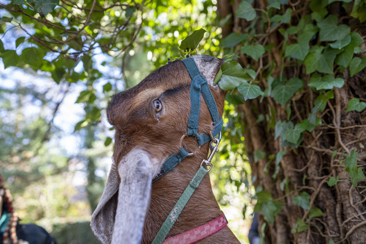 A goat from the Philly Goat Project feasts on the leaves of English ivy clearing the way for landscapers to cut down the invasive plant. (Jessica Kourkounis/For WHYY)