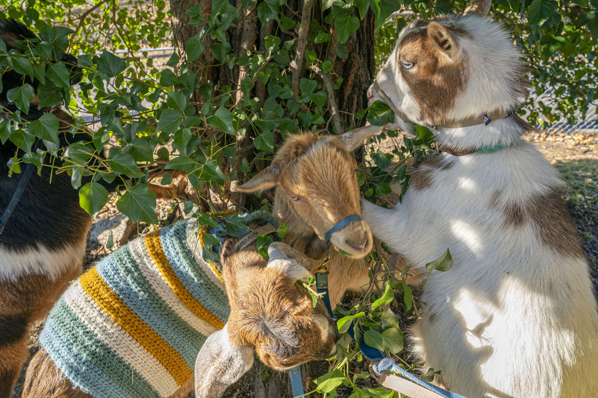Goats, some wearing sweaters, are known as 