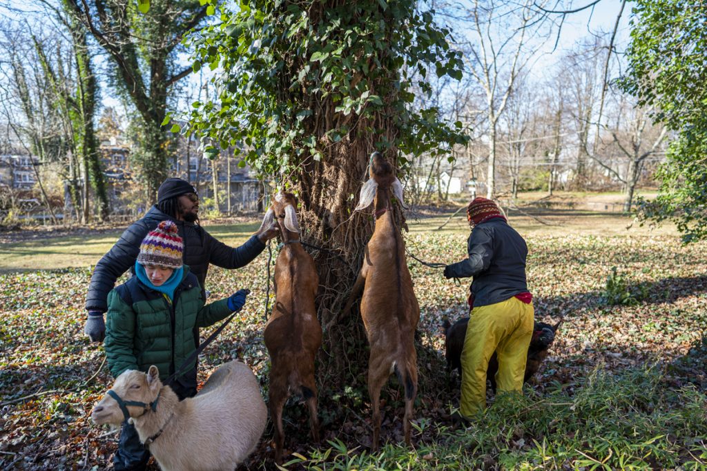 vines_tree_pulse_kourkounis_03 Goats from the Philly Goat Project eat the leaves from invasive vines to clear the way for landscapers to identify and cut down English ivy to save hundred year old trees. (Jessica Kourkounis/For WHYY)