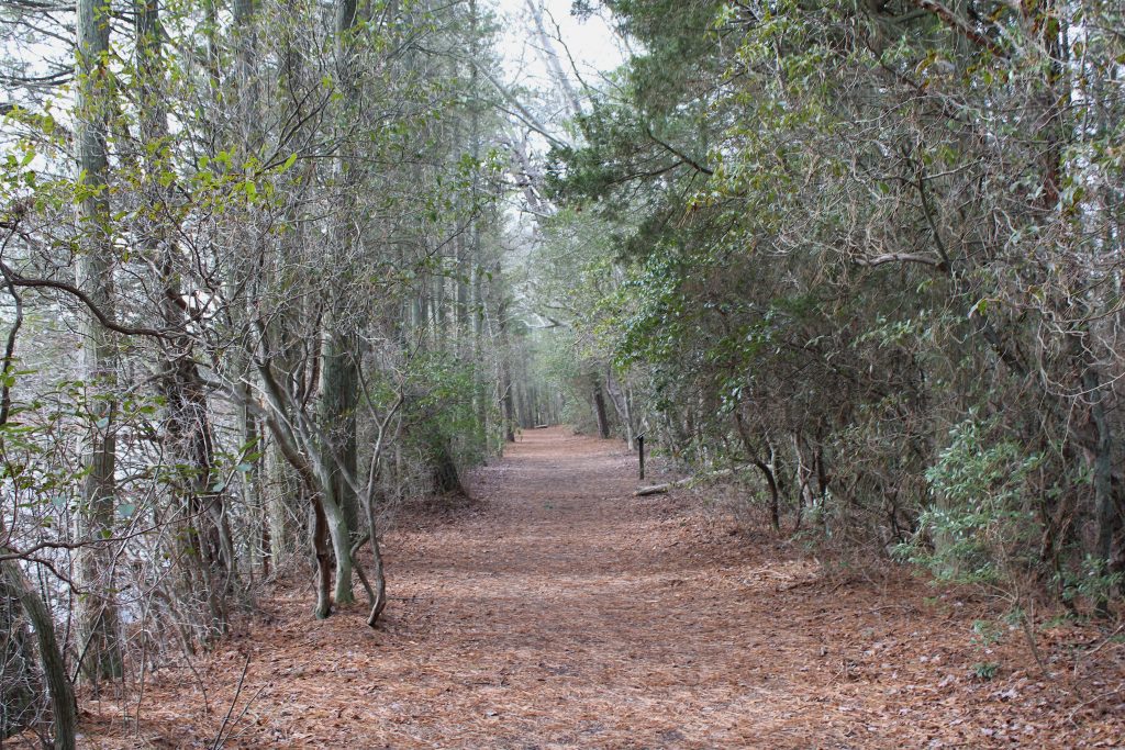 6B96CD54-95E3-42C6-82FE-2510920633A9 The Pine Barrens of New Jersey is home to just about as many myths as it is trees. (Grant Hill/ for WHYY)