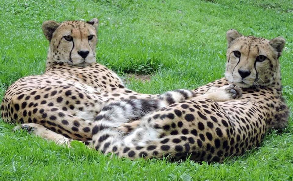 82438102_2833425856679898_274125463033479168_n Buju and Beenie, cheetahs at the Cape May County Park and Zoo. (Courtesy of the Cape May County Sheriff's Office)
