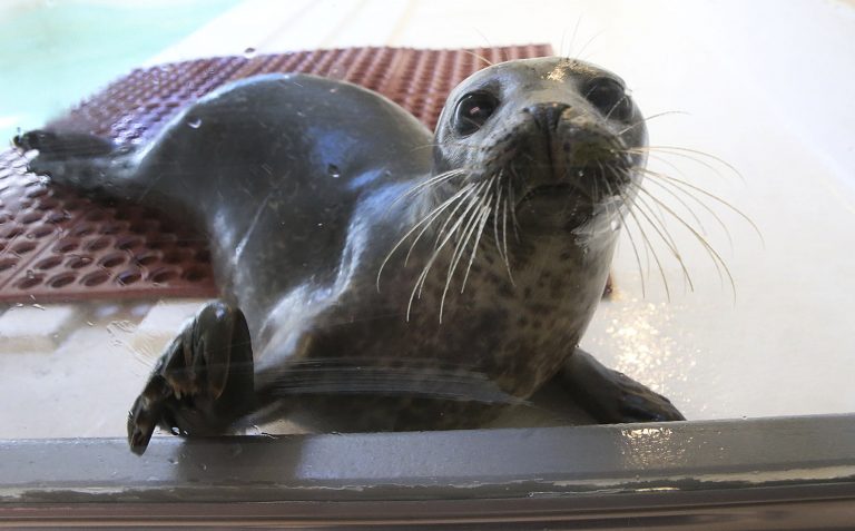 A harbor seal has its photo taken at the Marine Mammal Stranding Center, Monday, Feb. 13, 2017, in Brigantine, N.J. The center is tending to the seal brought in with cuts and infection last month from Long Beach Island. (Ben Fogletto/The Press of Atlantic City via AP)