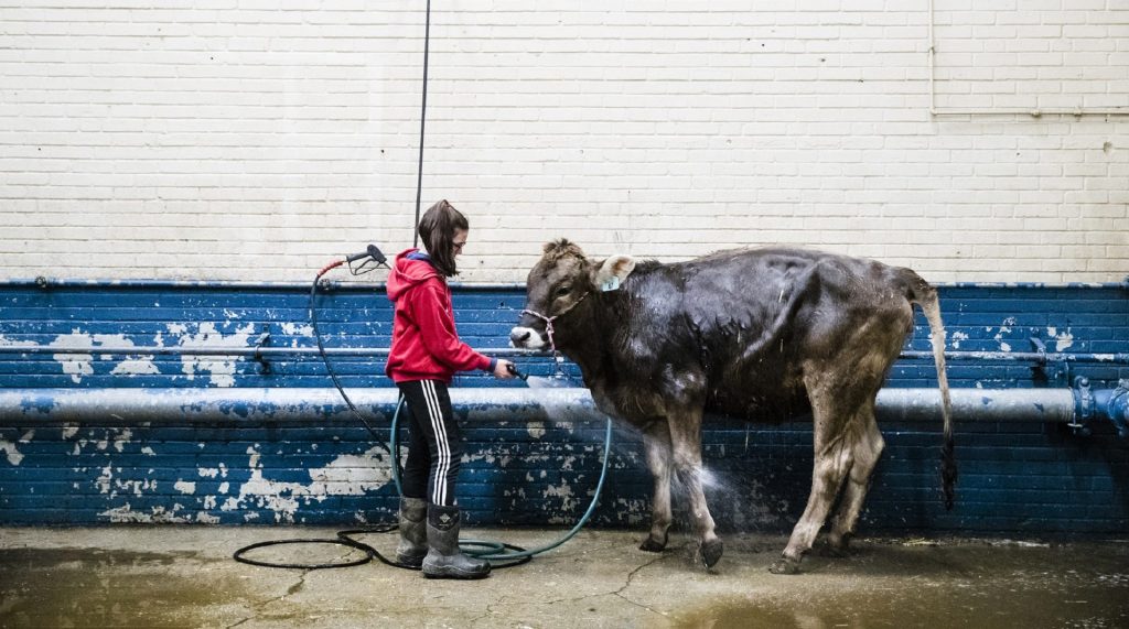 AP_19009703798251-e1578479768691-1920×1070 Kristin Shaffer, 12, of Port Trevorton, Pa., cleans her brown Swiss dairy cow during the 103rd Pennsylvania Farm Show in Harrisburg, Pa., Wednesday, Jan. 9, 2019. ( Matt Rourke / AP)