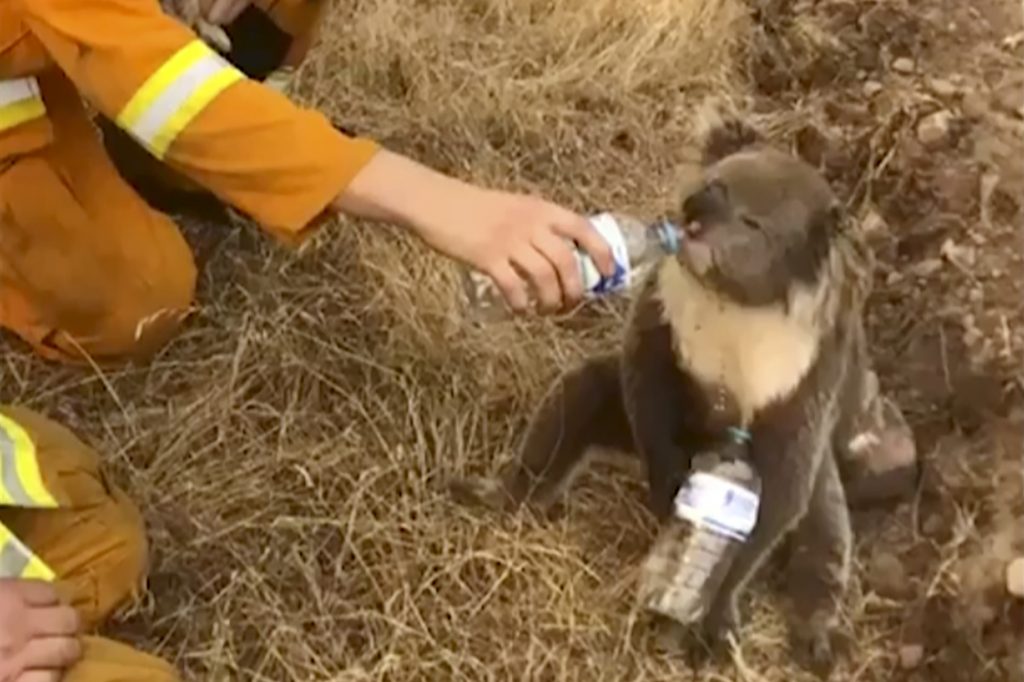 Australia Wildfires In this image made from video taken on Dec. 22, 2019, and provided by Oakbank Balhannah CFS, a koala drinks water from a bottle given by a firefighter in Cudlee Creek, South Australia. (Oakbank Balhannah CFS via AP)