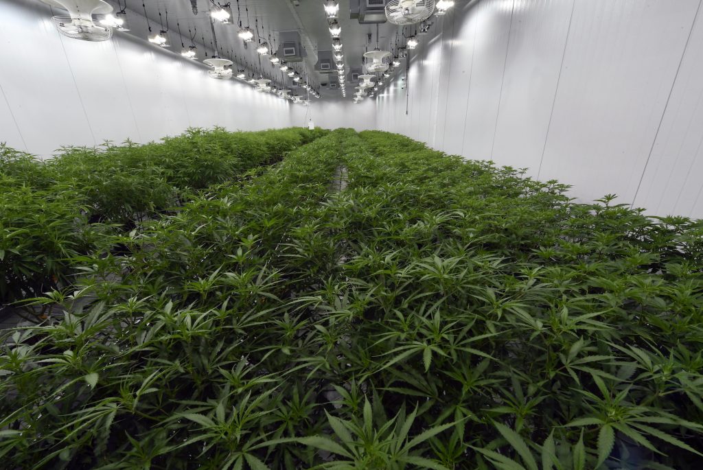 This Aug. 22, 2019 photo shows medical marijuana plants being grown before flowering during a media tour of the Curaleaf medical cannabis cultivation and processing facility in Ravena, N.Y. (Hans Pennink/AP Photo)