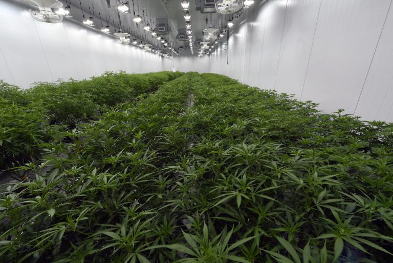 This Aug. 22, 2019 photo shows medical marijuana plants being grown before flowering during a media tour of the Curaleaf medical cannabis cultivation and processing facility in Ravena, N.Y. (Hans Pennink/AP Photo)