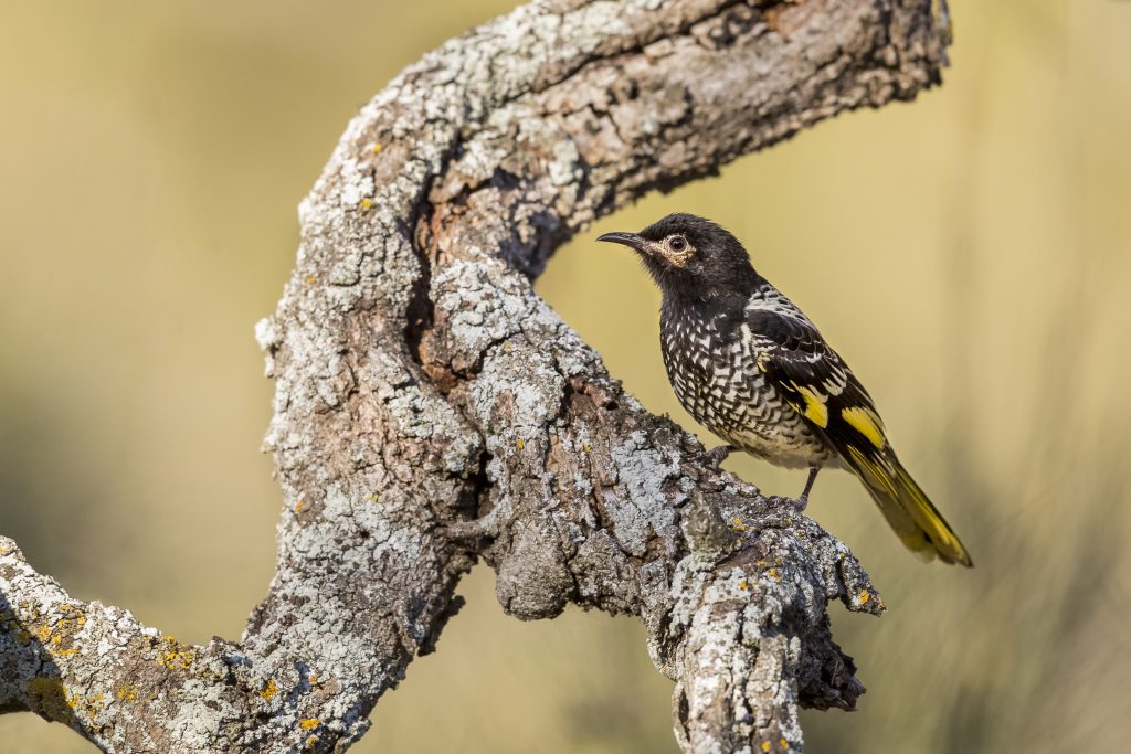 Australia Wildfires Wildlife Female regent honeyeater in Capertee National Park, New South Wales, Australia. There are only 300 to 400 of the birds left in the wild, says Ross Crates, an ecologist at Australia National Universit. (David Stowe/via AP Photo)