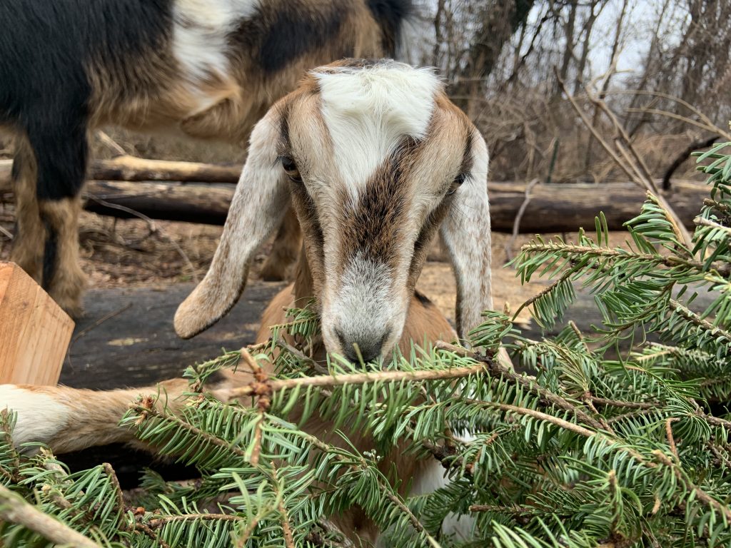 IMG_5076 A goat nibbles on a Christmas tree (Philadelphia Goat Project)