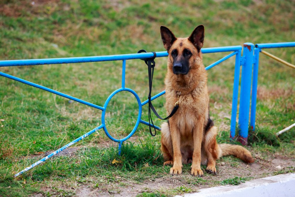 Dog Breed German Shepherd Tied To The Fence In A Park (Kuzyk/BigStock)