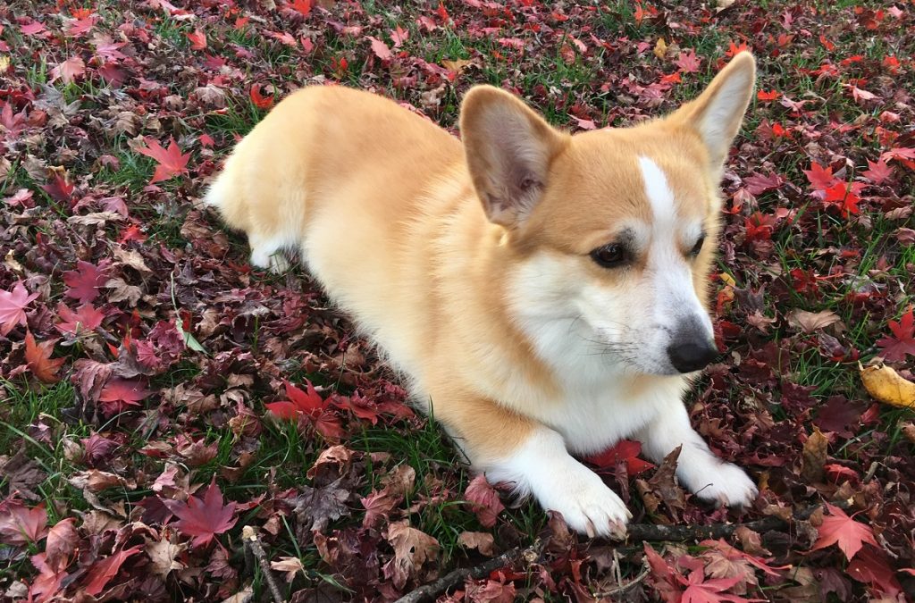 Marty's dog Cole relaxes in the fall leaves. 