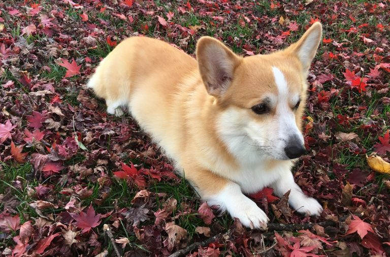 Marty's dog Cole relaxes in the fall leaves. 