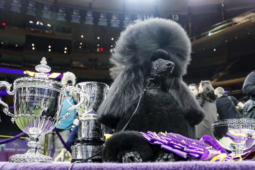 Westminster Dog Show Siba, the standard poodle, poses for photographs after winning Best in Show in the 144th Westminster Kennel Club dog show, Tuesday, Feb. 11, 2020, in New York. (AP Photo/John Minchillo)