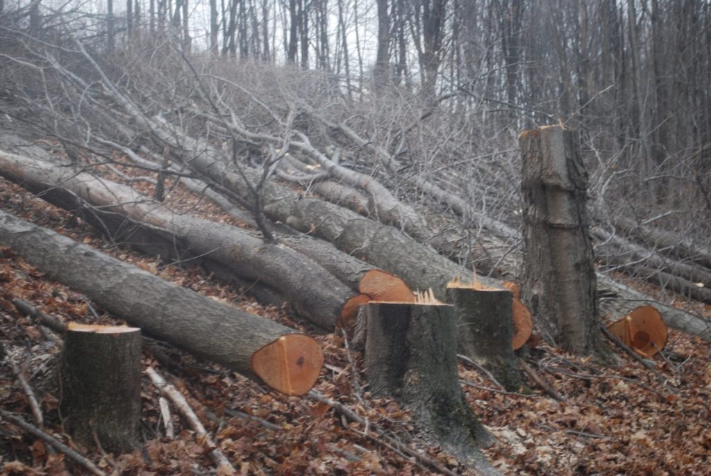 holleran-march-1-2016-041-1920×1285 Trees cut on a Susquehanna County property in March 2016 to make way for the proposed Constitution Pipeline. The company has said it will fight a FERC order upholding New York State’s denial of a permit for the project. (Jon Hurdle/StateImpact Pennsylvania)