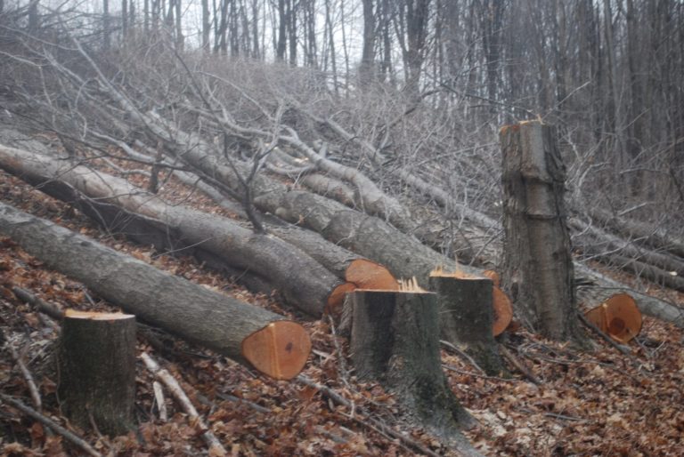 Trees cut on a Susquehanna County property in March 2016 to make way for the proposed Constitution Pipeline. The company has said it will fight a FERC order upholding New York State’s denial of a permit for the project. (Jon Hurdle/StateImpact Pennsylvania)