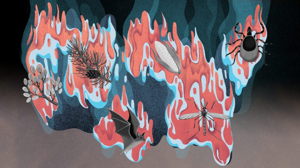 Warming winters in the United States (Illustrations by Cornelia Li for NPR)