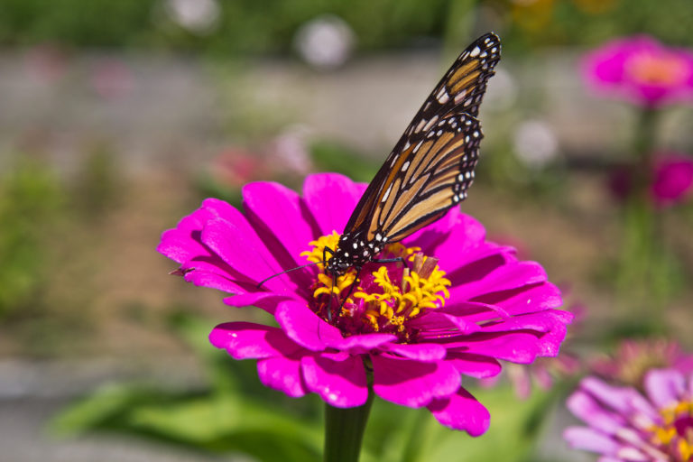 a butterfly on a flower