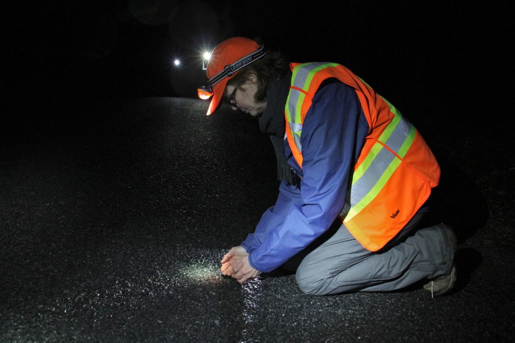 2020 02 26-e lee-laurie cleveland-east amwell-amphibian crossing Laurie Cleveland of the Sourland Conservancy scoops up a wood frog to help it across the road, while volunteers with headlamps and flashlights patrol try to save the amphibians from being crushed by passing cars. (Emma Lee/WHYY)