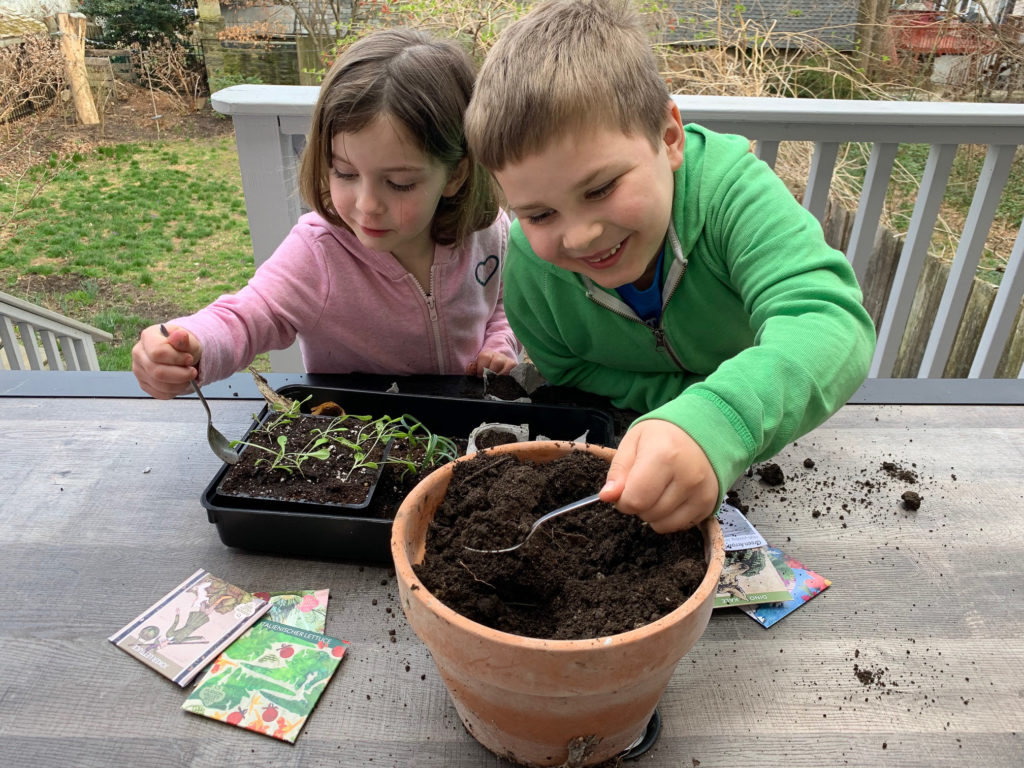 2020 03 17-provided-anna barsanti pierce barsanti-gardening and kids during coronavirus–2 Anna Barsanti, 5, and her brother, Pierce Barsanti, 7, plant seeds to put under the four foot long grow lamp in the basement of their family home in Mt. Airy. Those seedlings can be transplanted to the garden later in the spring. (Courtesy of Erin Mooney)