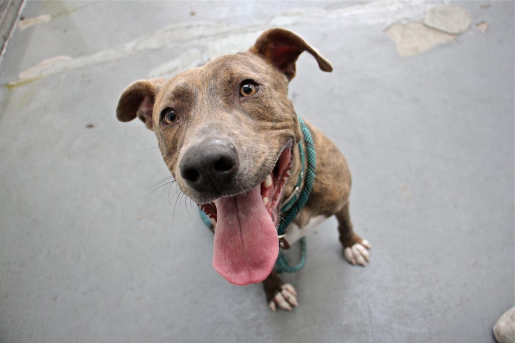 2020 03 20-e lee-philadelphia morris animal refuge Judah, a high-energy dog at Morris Animal Refuge. (Emma Lee/WHYY)