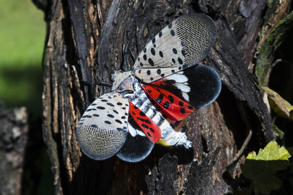 Spotted Lanternfly-Pennsylvania A closeup of a spotted lanternfly