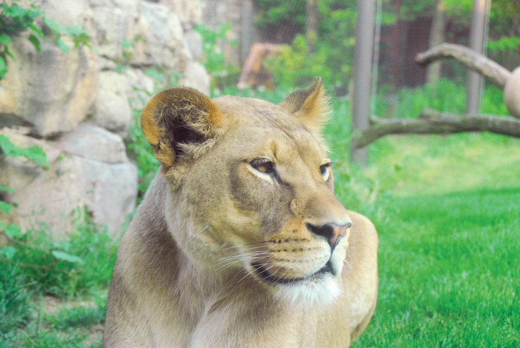 AfricanLion_Tajiri_06 (Courtesy of the Philadelphia Zoo)