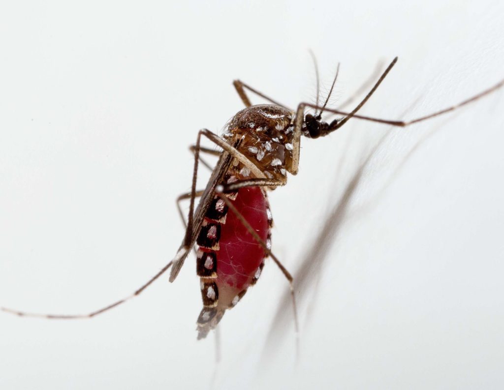Image from iOS (24) Bloodfed aegypti (David F Duneau)