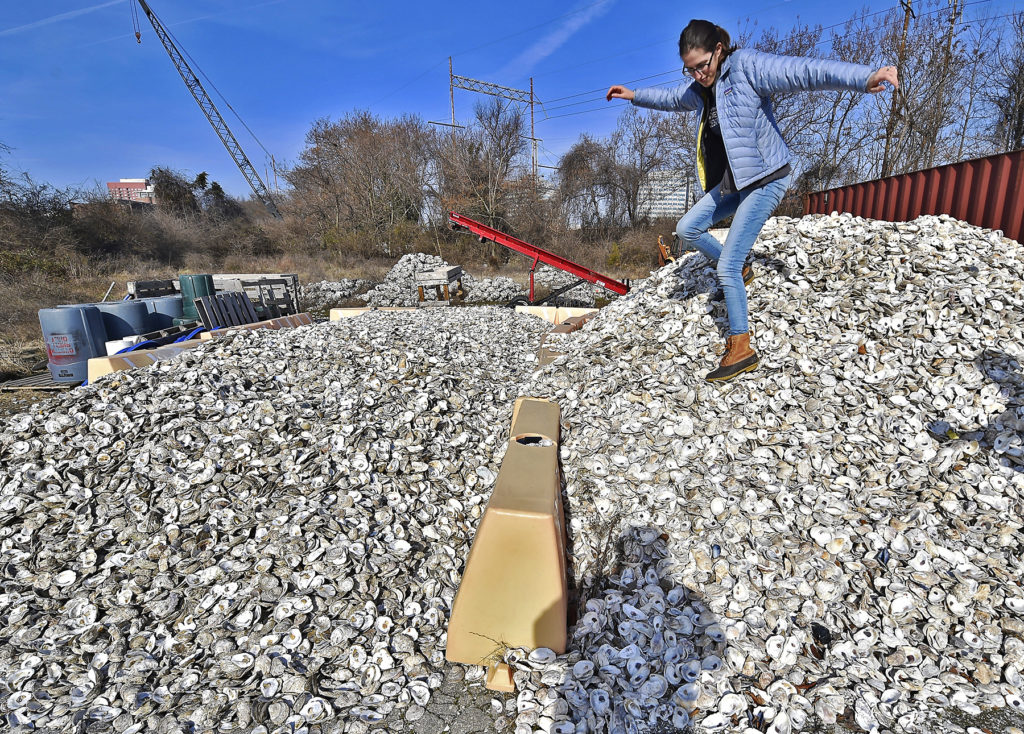 RecycledOystershells3 Sarah Bouboulis, Habitat Specialist at the Partnership for the Delaware Estuary in Wilmington, Delaware, carefully walks down a small mountain of oyster shells ready to be recycled. (Butch Comegys for WHYY)