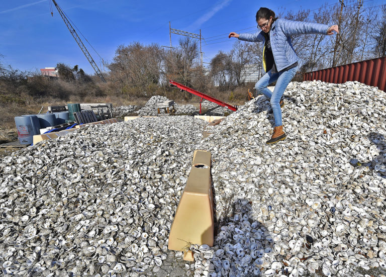 Sarah Bouboulis, Habitat Specialist at the Partnership for the Delaware Estuary in Wilmington, Delaware, carefully walks down a small mountain of oyster shells ready to be recycled.  (Butch Comegys for WHYY)