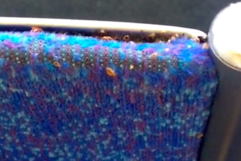A screenshot from a 2018 viral video of bedbugs on a SEPTA bus. (Courtesy of Crystal Lopez)