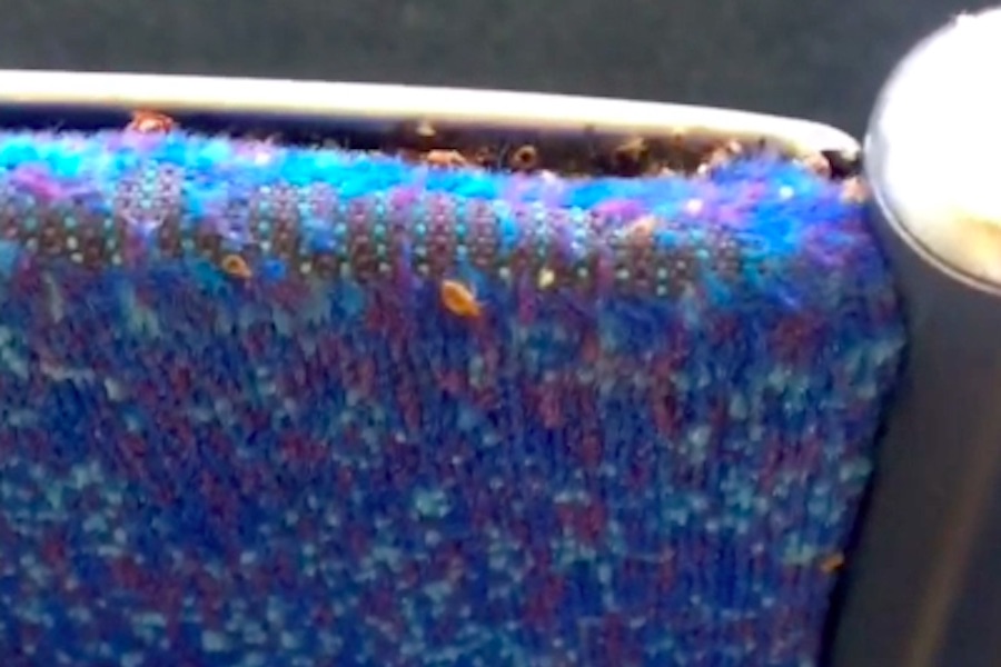 A screenshot from a 2018 viral video of bedbugs on a SEPTA bus. (Courtesy of Crystal Lopez)