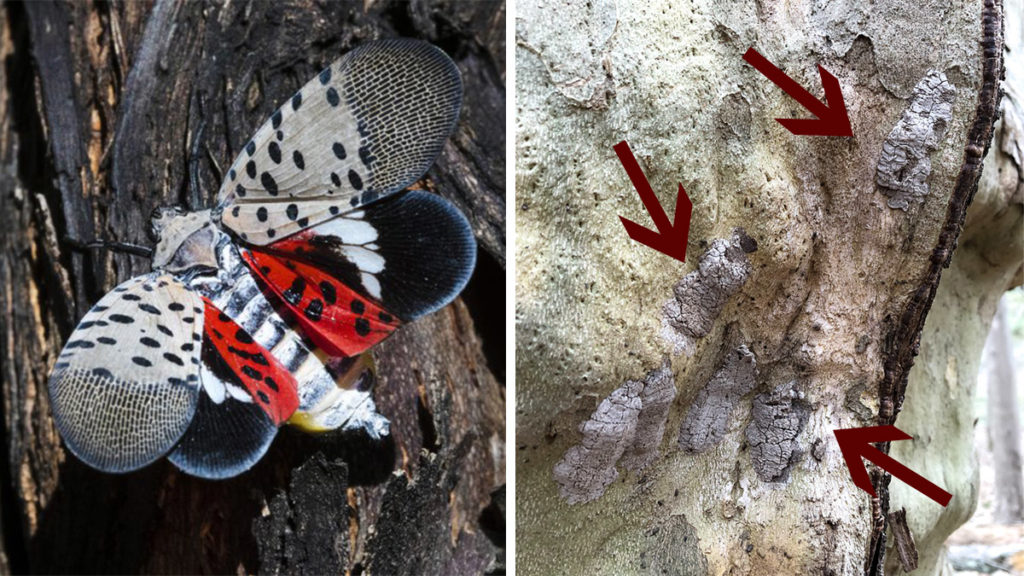 lanternfly-eggs To stop lanternflies before they're full-grown, scrape off their eggs AP IMAGES / @VCMCGUIRE