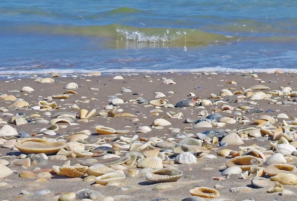 pais-beach-shells-nps (Public domain)