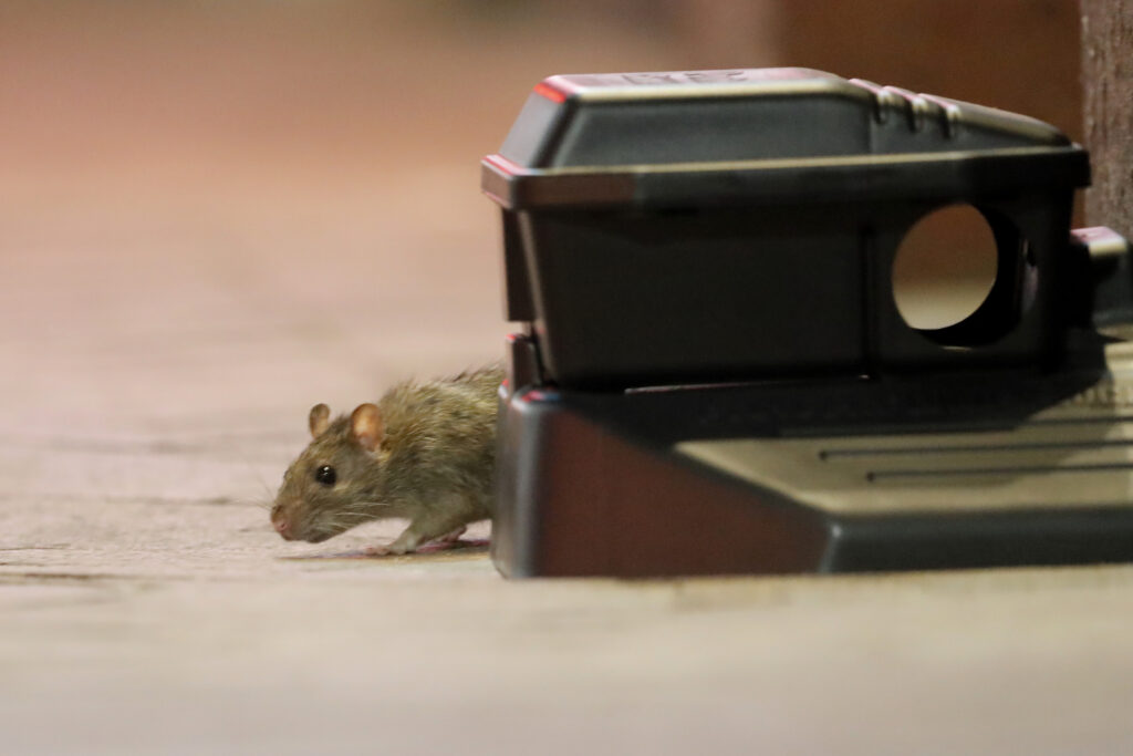 Virus Outbreak Louisiana A rodent walks around a device with poisonous bait on Bourbon Street in New Orleans, Monday, March 23, 2020. Complicating New Orleans' fight against the new coronavirus spread, rats and mice are abandoning their hiding places in walls and rafters of shuttered businesses and venturing outside. (AP Photo/Gerald Herbert)