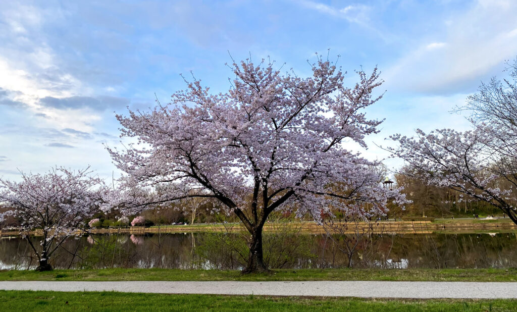 A tree in spring bloom next to the Schuylkill River in Philadelphia