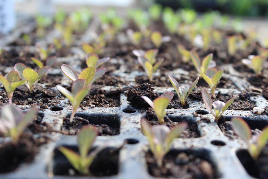 Plant starters are for sale at Greensgrow Farm in Kensington. (Greensgrow)
