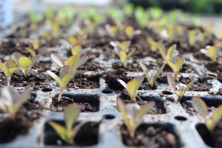 Plant starters are for sale at Greensgrow Farm in Kensington. (Greensgrow)