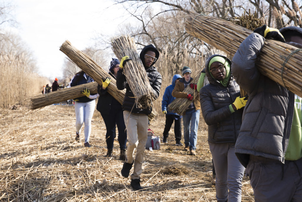 Phrag-Fest-Heinz The harvesting session, called Phrag Fest, kicks off an ecological art project by artist Sarah Kavage (not pictured). (Rachel Wisniewski for WHYY)