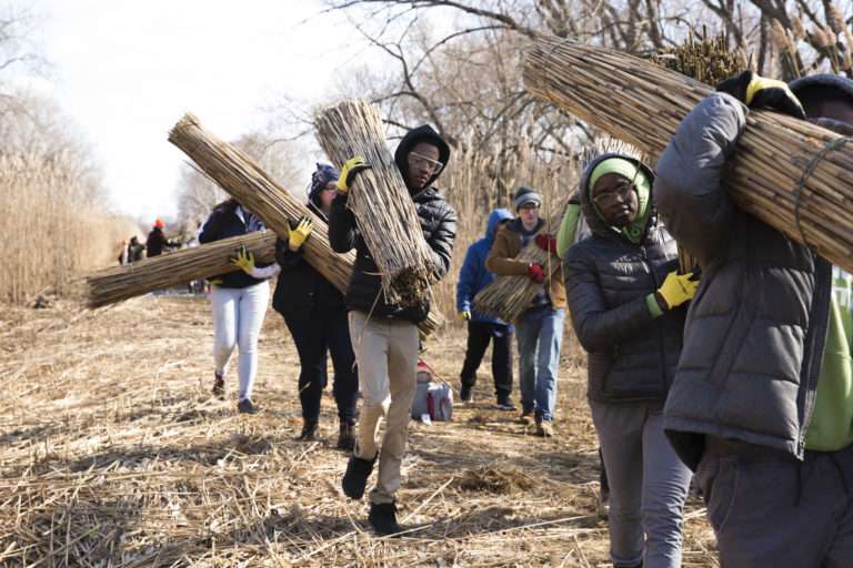 The harvesting session, called Phrag Fest, kicks off an ecological art project by artist Sarah Kavage (not pictured). (Rachel Wisniewski for WHYY)