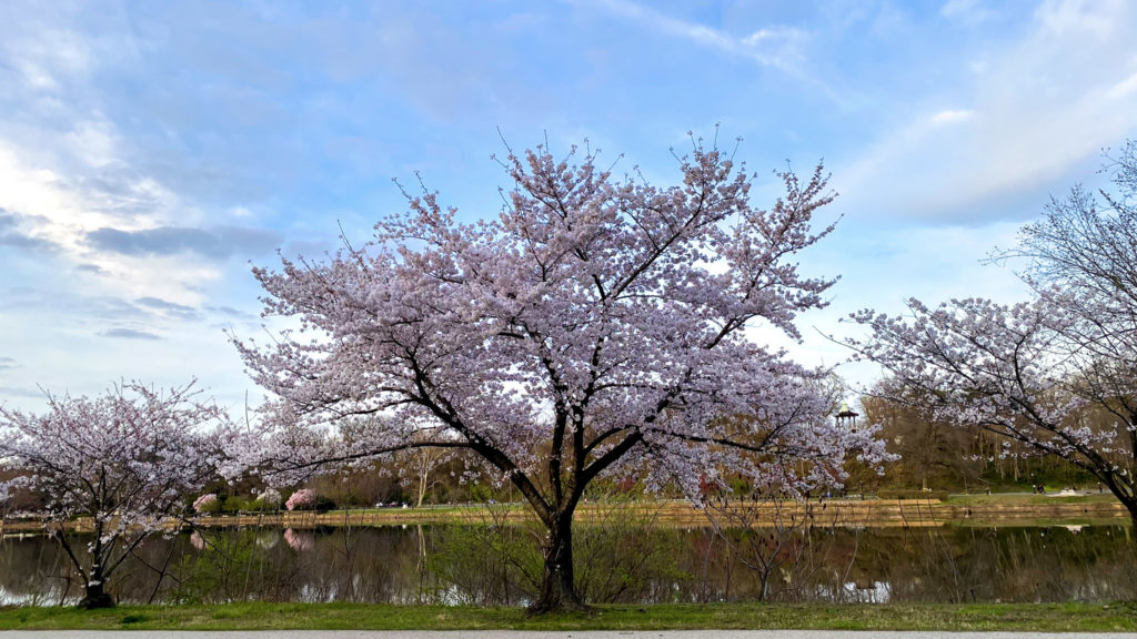 A tree in spring bloom next to the Schuylkill River in Philadelphia, March 2020. (Danya Henninger/Billy Penn)
