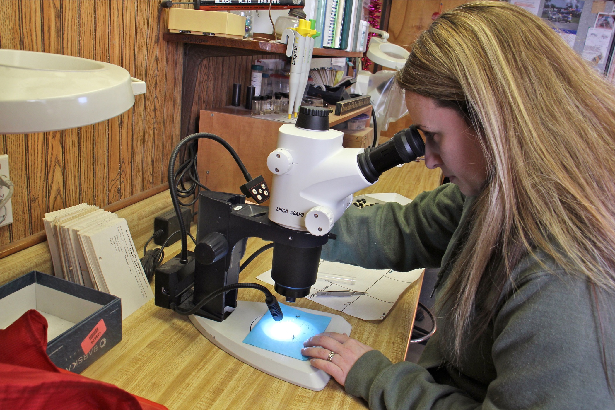 Salem County entomologist Autumn Angelus uses a microscope to look at mosquitoes. (Emma Lee/WHYY)