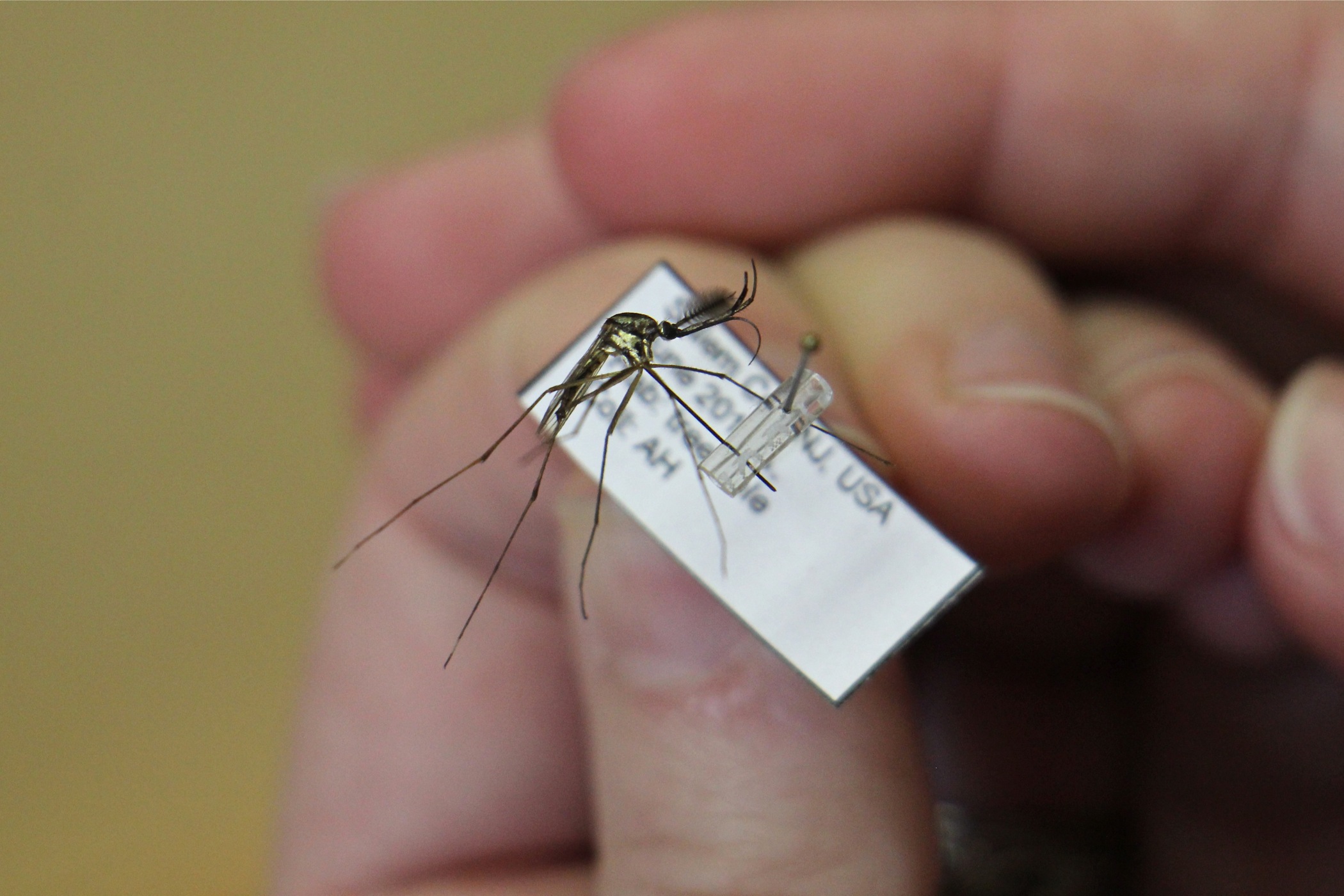 The long curved proboscis of the elephant mosquito indicates that it is a pollen feeder, not a blood sucker. (Emma Lee/WHYY)