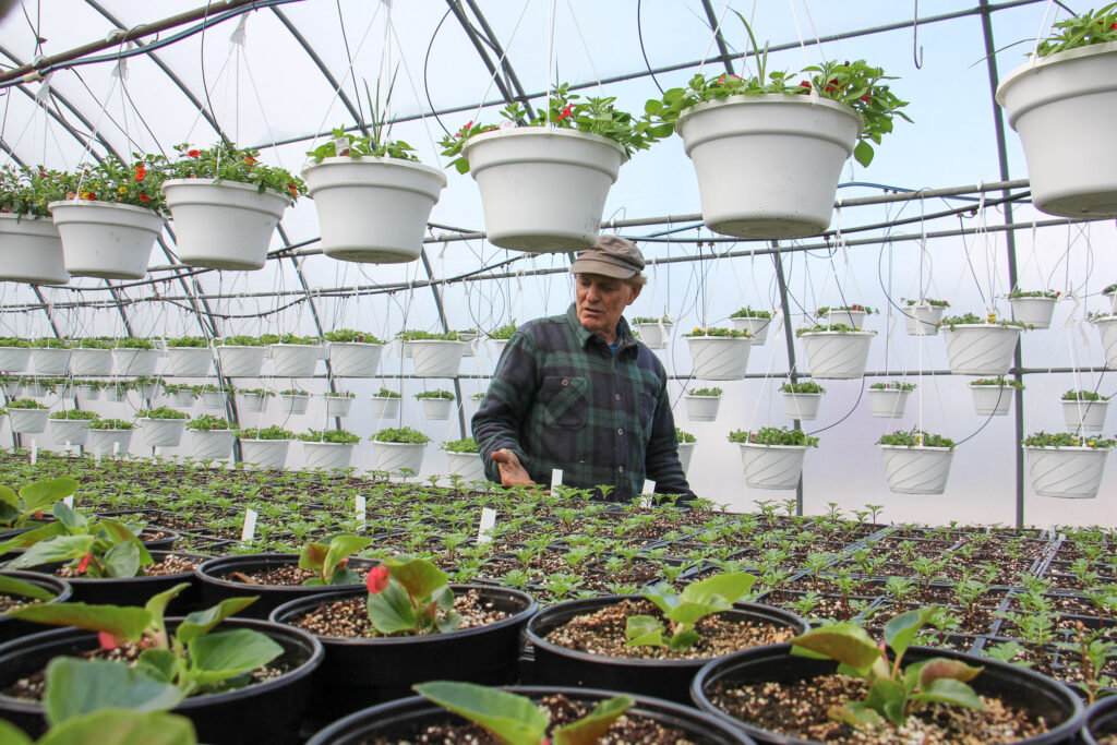 2020 04 01-e lee-ron fox-nj pittsgrove-small farmers-7 Thousands of seedlings sprout in a hothouse on Ron Fox's farm in Pittsgrove, N.J. (Emma Lee/WHYY)