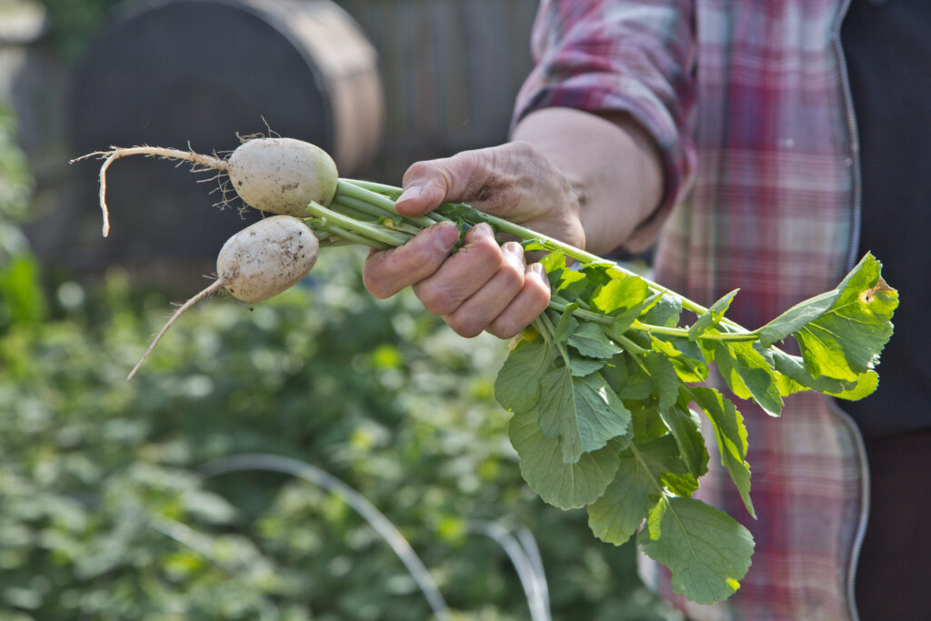 2020 5 20 8 k paynter gardner produce donation deebie rudman-7 Debbie Rudman shows off a baby daikon radish she grew in her home garden in Port Richmond. (Kimberly Paynter/WHYY)